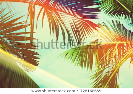 Stock fotó: Banner With Tropical Background Palm Trees Branches Holiday Travel