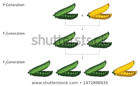 [[stock_photo]]: Green And Yellow Peas