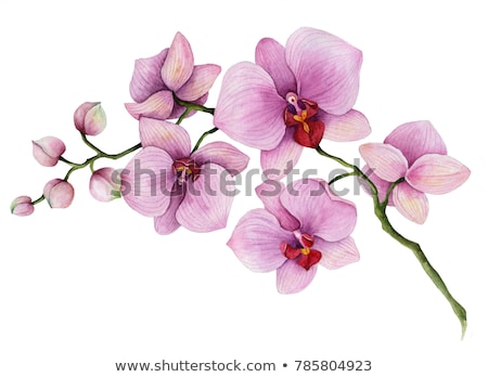 [[stock_photo]]: Orchid