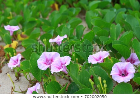 Foto stock: Morning Glorys Atthe Beach