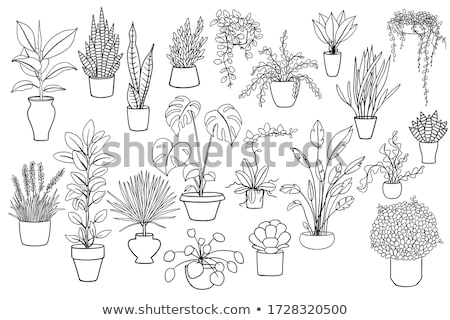 Foto d'archivio: Vector Illustration Of Flowers In A Pot