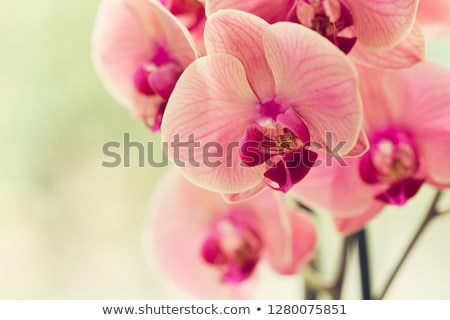 Stockfoto: Pink Orchid Flower