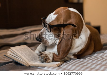 Сток-фото: Dog Reading Books