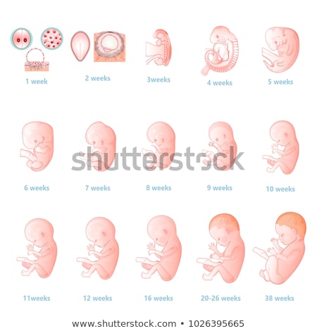 Stock fotó: Embryo Development