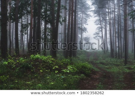 Stock photo: Dirt Road And Thick Fog