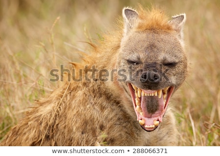 Stock photo: Spotted Hyena Looking At The Camera