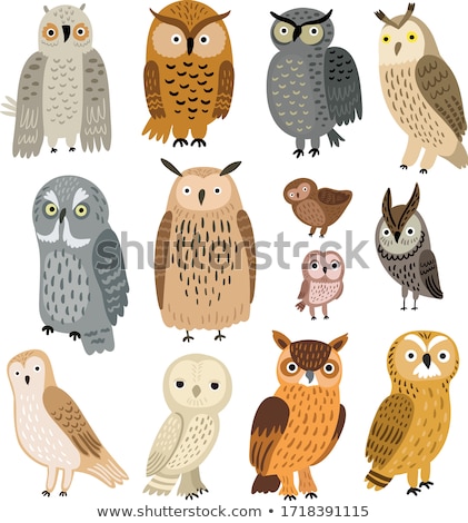 Imagine de stoc: Owl