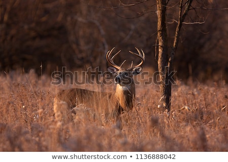 Stock fotó: Autumn Hunting Season