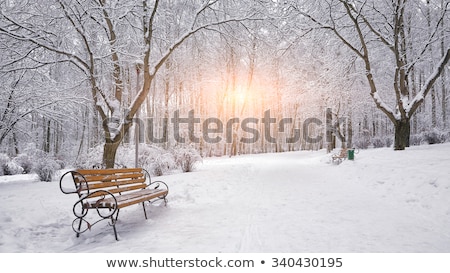 Stock fotó: Snow Park With White Trees