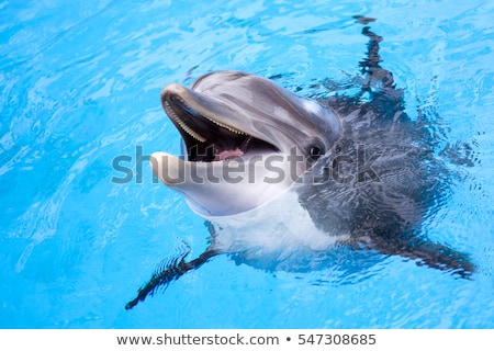 Stockfoto: Dolphin