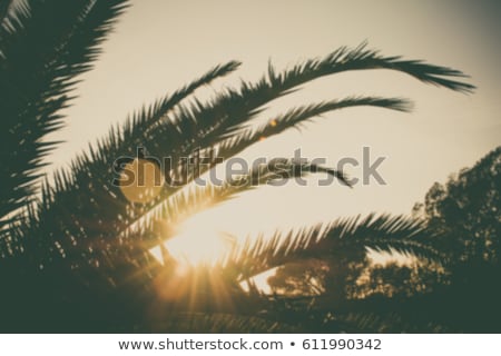 Foto stock: Palm Branches Or Palm Leaves At Sunset Vintage Retro Artistic Blurry Edit Background With Rendered