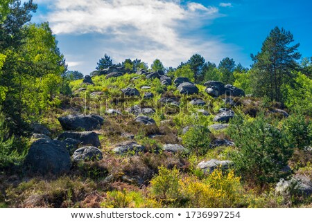 Foto stock: The Forest Of Fontainebleau