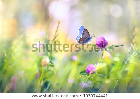 Stok fotoğraf: Colorful Wild Flowers Spring Scene