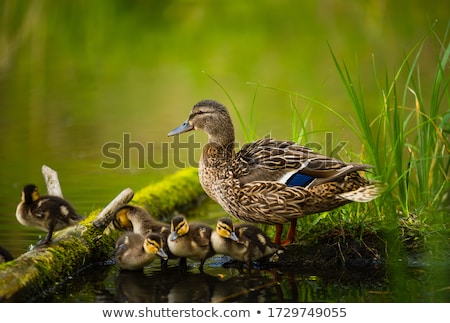 ストックフォト: Mallard