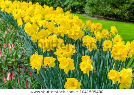 Stok fotoğraf: Yellow Daffodil Flowers