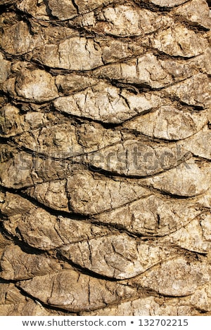 Zdjęcia stock: Rough Brown Palm Tree Wood Bark Natural Texture Background