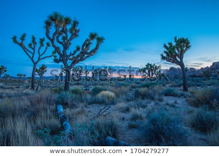 Stock photo: Beautiful Yucca Plants In Sunset In Desert Area