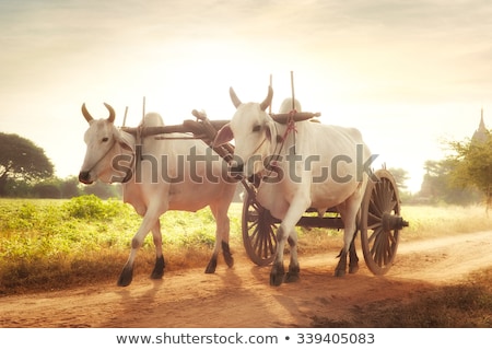 ストックフォト: Oxen Pulling Cart With Hay Myanmar Burma