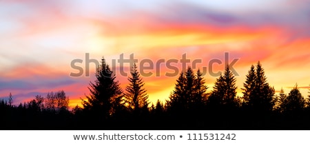 Stock fotó: Fiery Sunset And Silhouette Forest