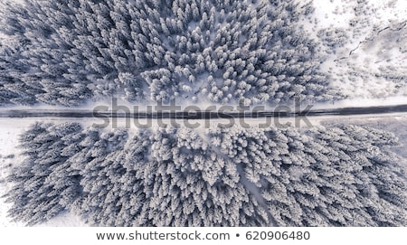 Stock photo: Road Through A Beautiful Frozen Forest In Winter