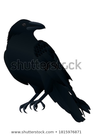 Zdjęcia stock: Halloween Crow