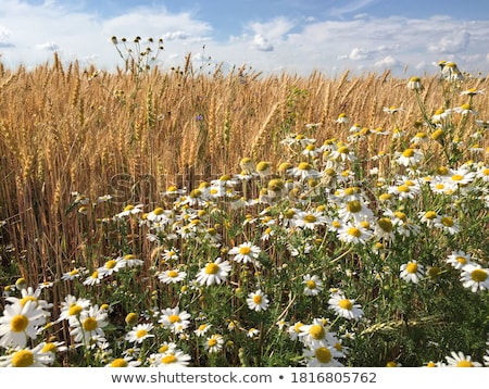 Stock fotó: Field Of Wheat And Cornflowers