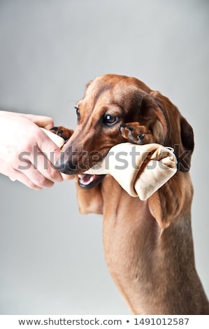 [[stock_photo]]: Lovely Dachshund Relaxing In A White Studio