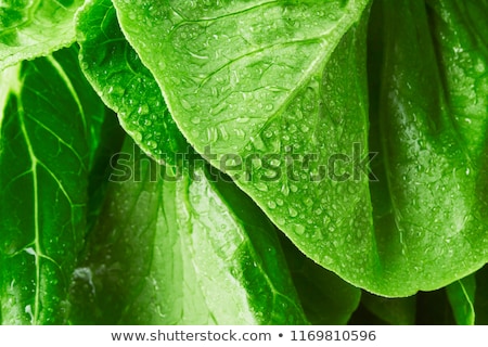 Stockfoto: Fresh Lettuce In The Garden