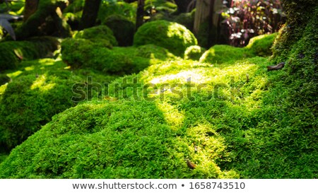 ストックフォト: Green Moss A Detailed Background