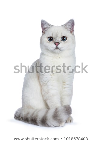 Stok fotoğraf: Silver Tabby Seal Point British Shorthair Isolated On White Background