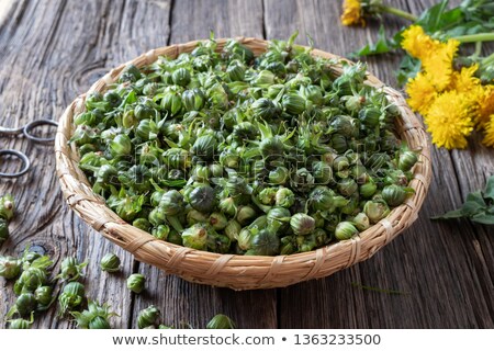 Stok fotoğraf: Dandelion Buds Collected To Prepare False Capers