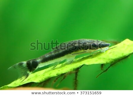 Stockfoto: Otocinclus In Planted Aquarium