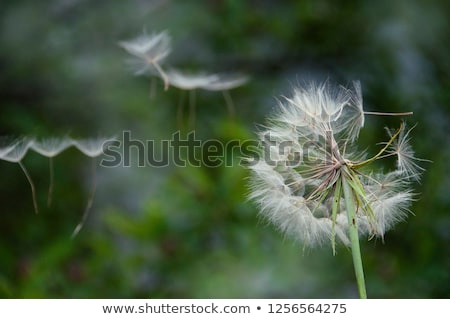 Stok fotoğraf: Dandelion Seeds Flying Away