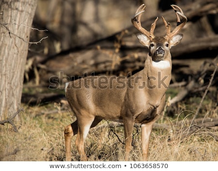 Stok fotoğraf: White Tailed Deer