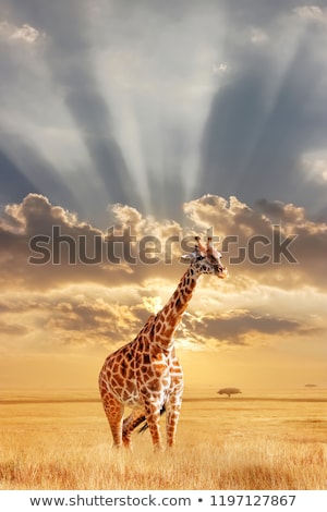 Stockfoto: Free Giraffe In Kenya