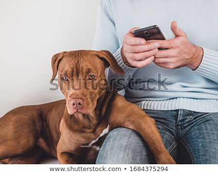商業照片: Dog On The Phone With Male Hand