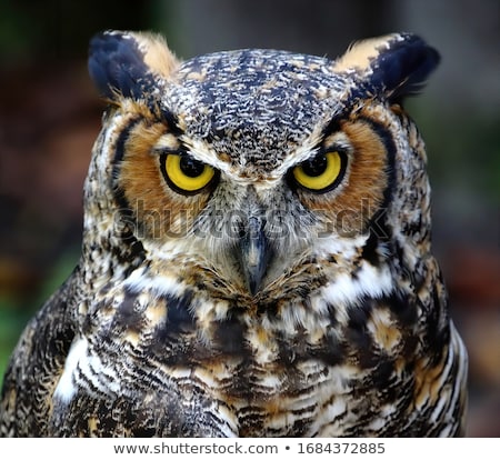 Imagine de stoc: Small Screech Owl