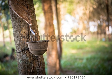 [[stock_photo]]: Tapping Latex From Rubber Tree