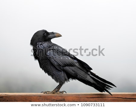 Zdjęcia stock: Raven Looking