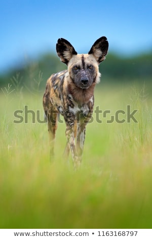 Foto stock: Safari Dog