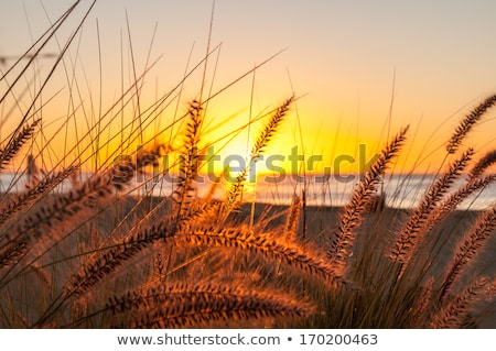 Stok fotoğraf: Golden Sunset At The Beach With Tall Grass