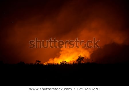 Stock photo: Sugarcane Field Fired