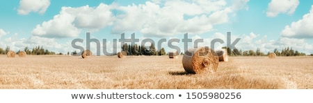 ストックフォト: Straw Bales In The Autumn Field