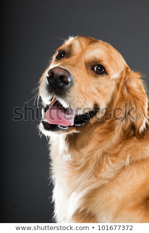 Stock fotó: Golden Retriever Portrait With Gray Background