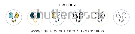 Stok fotoğraf: Urinary Bladder Lining Examination