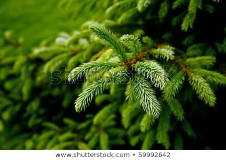 Close Up Of Christmas Gift And Fir Wreath On Snow Foto stock © Serp