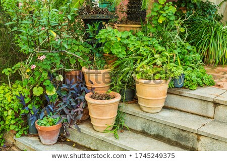 Zdjęcia stock: Variation Of Plants And Flower Pots In Mediterranean Garden On The Stairs