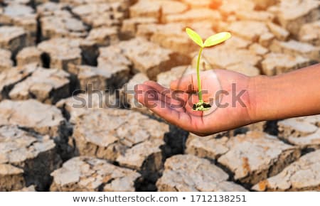 Foto stock: Hands Soil And Plant Showing Growth