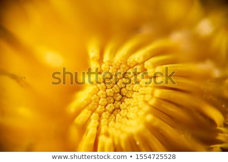 Foto stock: Yellow Flowers