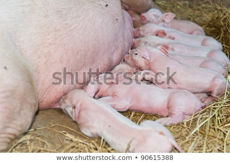 [[stock_photo]]: Momma Pig Feeding Hungry Little Piglet